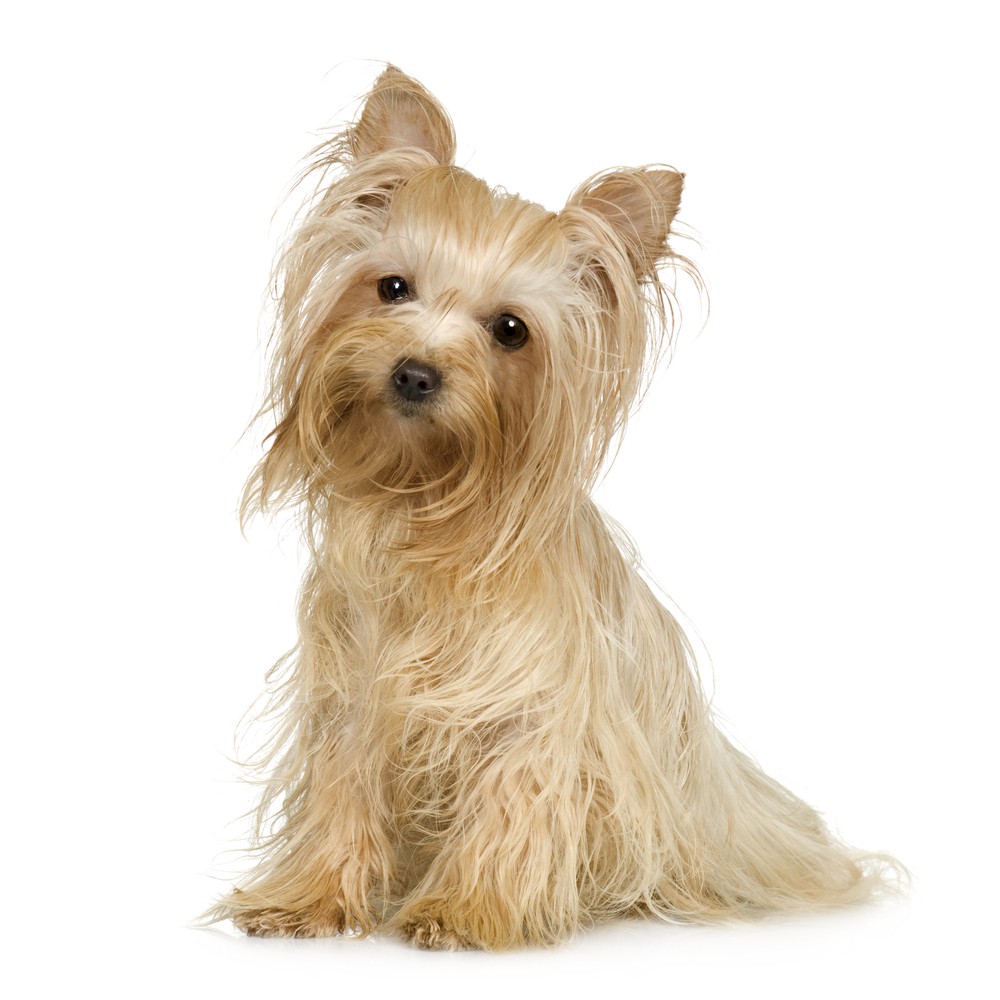 Feriefornøjelser med hunden